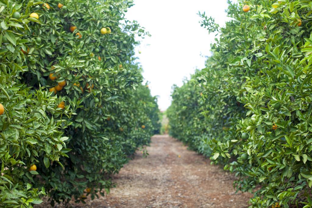 Willa Quinta Dos I'S - Algarve Ferrarias  Zewnętrze zdjęcie